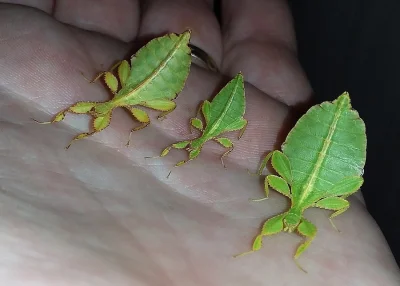 Prodám lupenitky Phyllium philippinicum