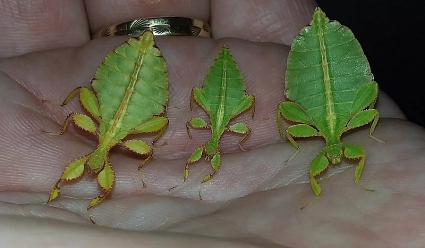 Prodám lupenitky Phyllium philippinicum