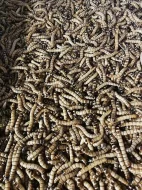 Krmný hmyz - Potemník Brazilský