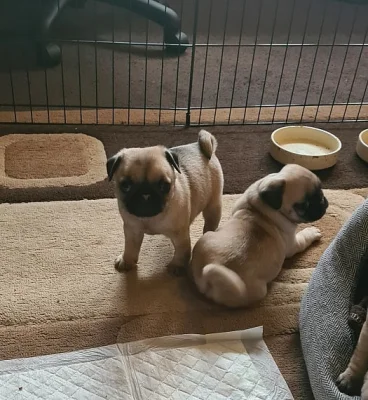 Krásná a veterinář zkontrolovala štěňata mopsů