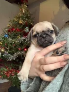 Krásná a veterinář zkontrolovala štěňata mopsů