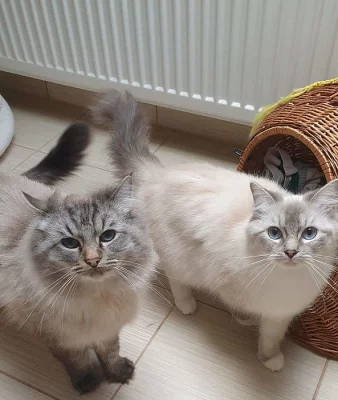 Koťátka ragdoll s PP