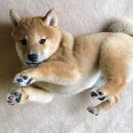 Shiba-inu