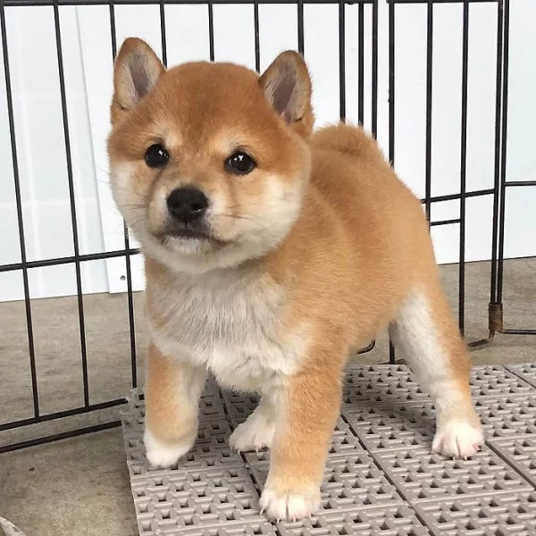 Shiba-inu