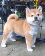 Shiba-inu