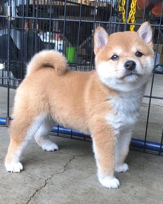Shiba-inu