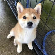 Shiba-inu