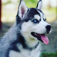 Sibiřský husky