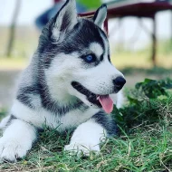 Sibiřský husky