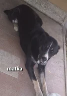 Predam šteniatka Stredoazijskeho Ovčiaka