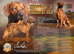 Rhodesian ridgeback