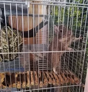 Osmáci degu + kompletní vybavení