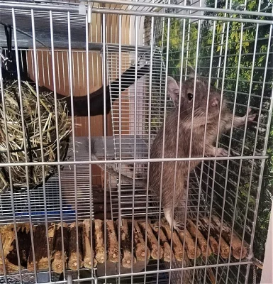 Osmáci degu + kompletní vybavení