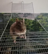 Osmáci degu + kompletní vybavení
