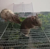 Osmáci degu + kompletní vybavení