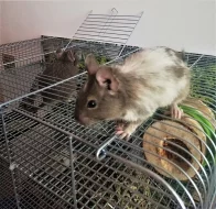 Osmáci degu + kompletní vybavení