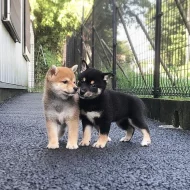 Krásná štěňátka Shiba inu