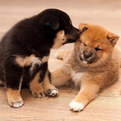 Krásná štěňátka Shiba inu