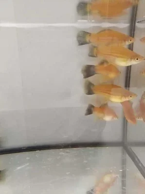 Prodám z vlastního chovu