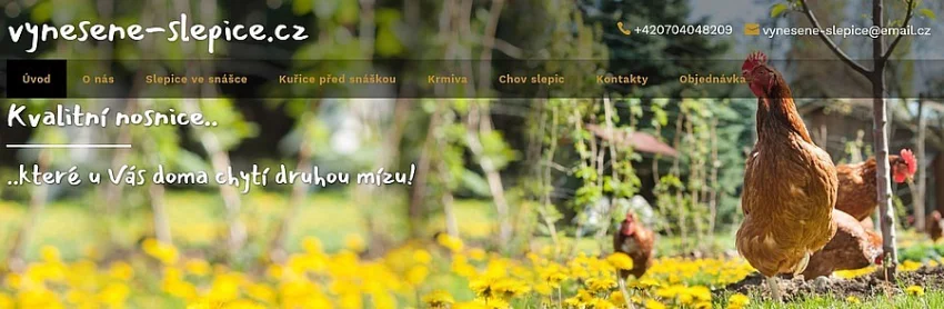 Slepice z českého chovu