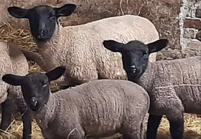 Prodám jehňata suffolk