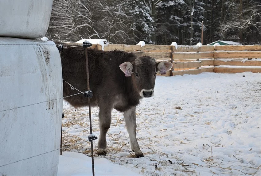 Býčci brown swiss