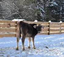 Býčci brown swiss