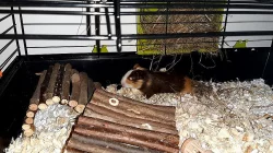 Morče