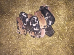 Kune Kune - pastevni novozélandské prase