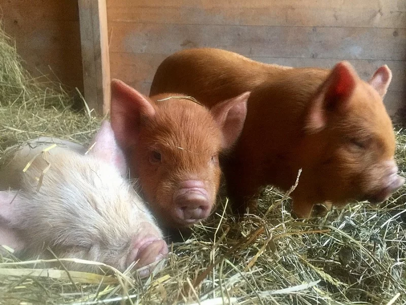 Kune Kune - pastevni novozélandské prase