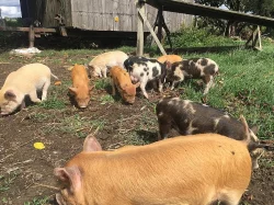 Kune Kune - pastevni novozélandské prase