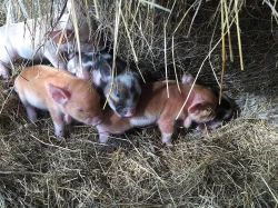 Kune Kune - pastevni novozélandské prase