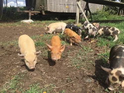 Kune Kune - pastevni novozélandské prase