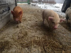 Kune Kune - pastevni novozélandské prase