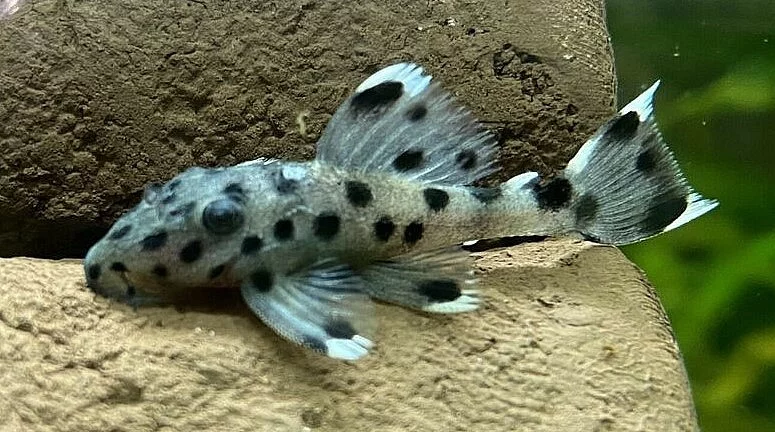 L-sumci, L264 - Leporacanthicus joselimai