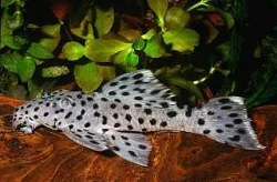 L-sumci, L264 - Leporacanthicus joselimai
