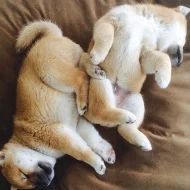 Shiba inu PP FCI