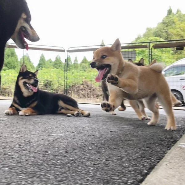 Shiba inu PP FCI