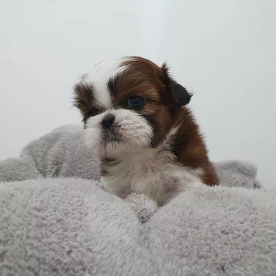 k dispozici roztomilá štěňata Shih Tzu~