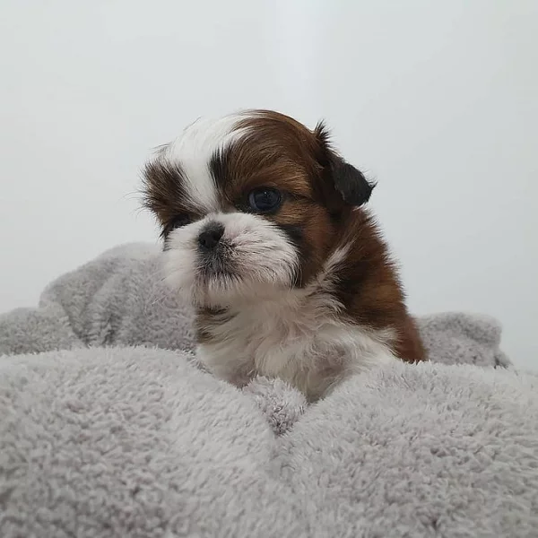 k dispozici roztomilá štěňata Shih Tzu~