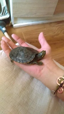 Darujeme želvu vodní poloostrovní.