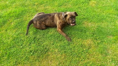 Daruji Cane Corso s PP