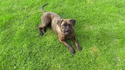 Daruji Cane Corso s PP