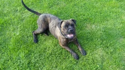 Daruji Cane Corso s PP