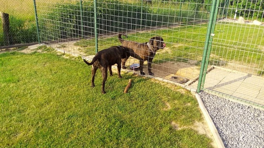 Daruji Cane Corso s PP