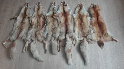 kůže z lišek