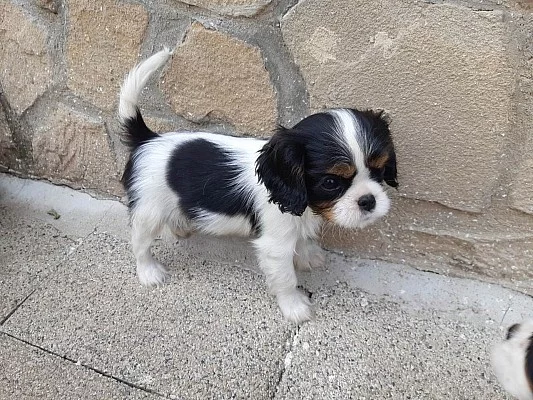 Kavalír King Charles španěl