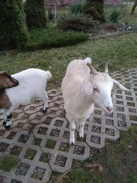 Dvě kozy kříženky - 1 rok a 9 měsíců - na chov