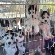 Štěňata sibiřský husky s PP