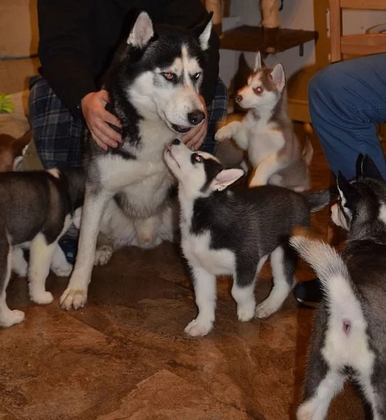 Štěňata sibiřský husky s PP
